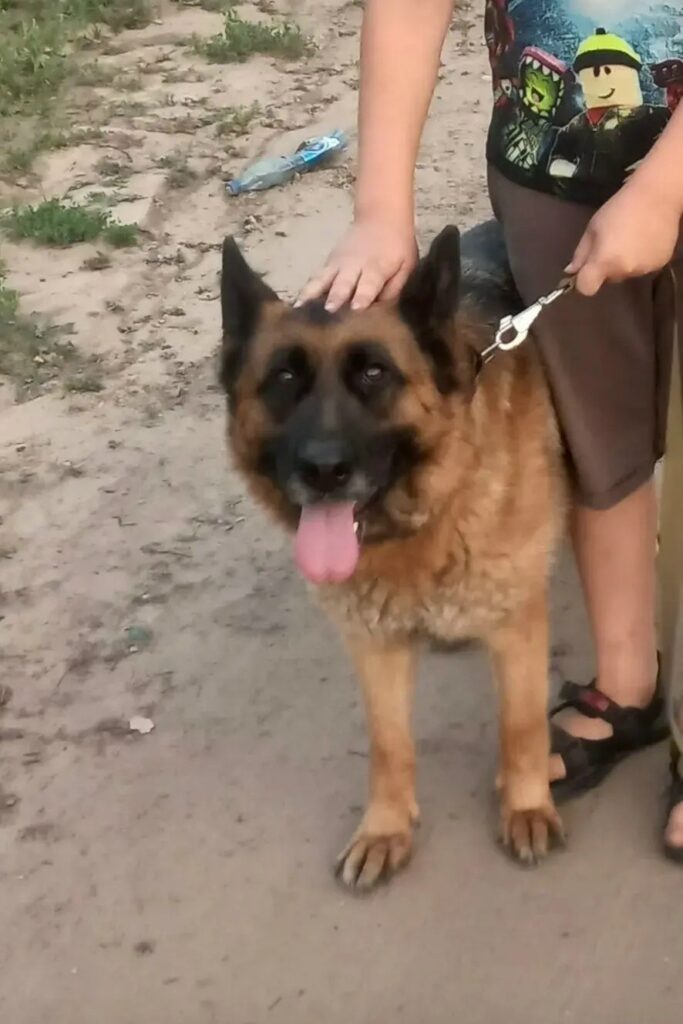 Водитель МУП «Городские маршруты» помог вернуть хозяйке потерявшуюся собаку.